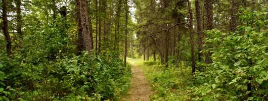 A nature trail
